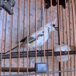 Chào Mào Bông rừng 