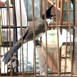 Bổi Siêu Tê - Cfe