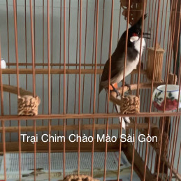 Huế - Xoè Mềm 