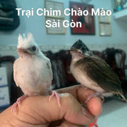 Bạch Bông Non Gen Rừng