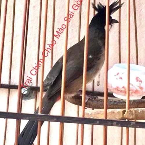 Chào Mào Kỳ Lân(Hàng Độc Lạ)
