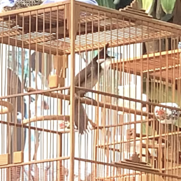 Chào Mào Xoè Mềm