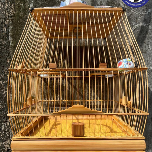 Lồng Sin Cao - Tăm tia