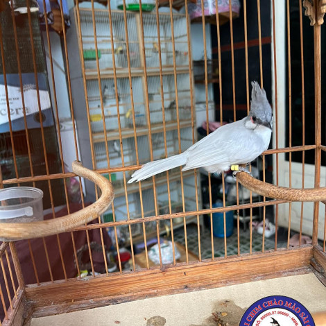 Xám Top Trưởng Thành
