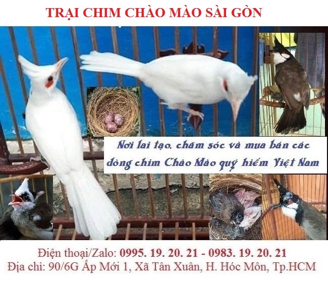 Ky-thuat-nuoi-chim-chao-mao-cong-nghiep-nuoi-sinh-san